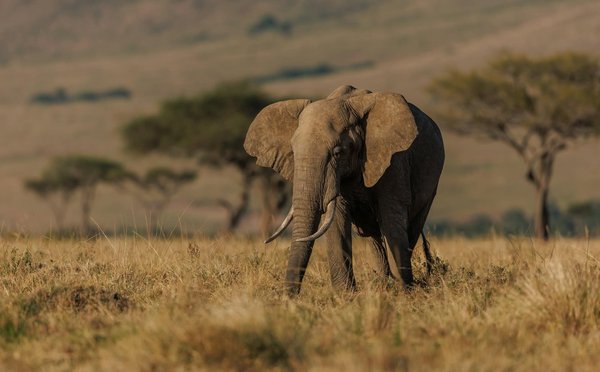Comment organiser une expédition pour observer les éléphants en Afrique?
